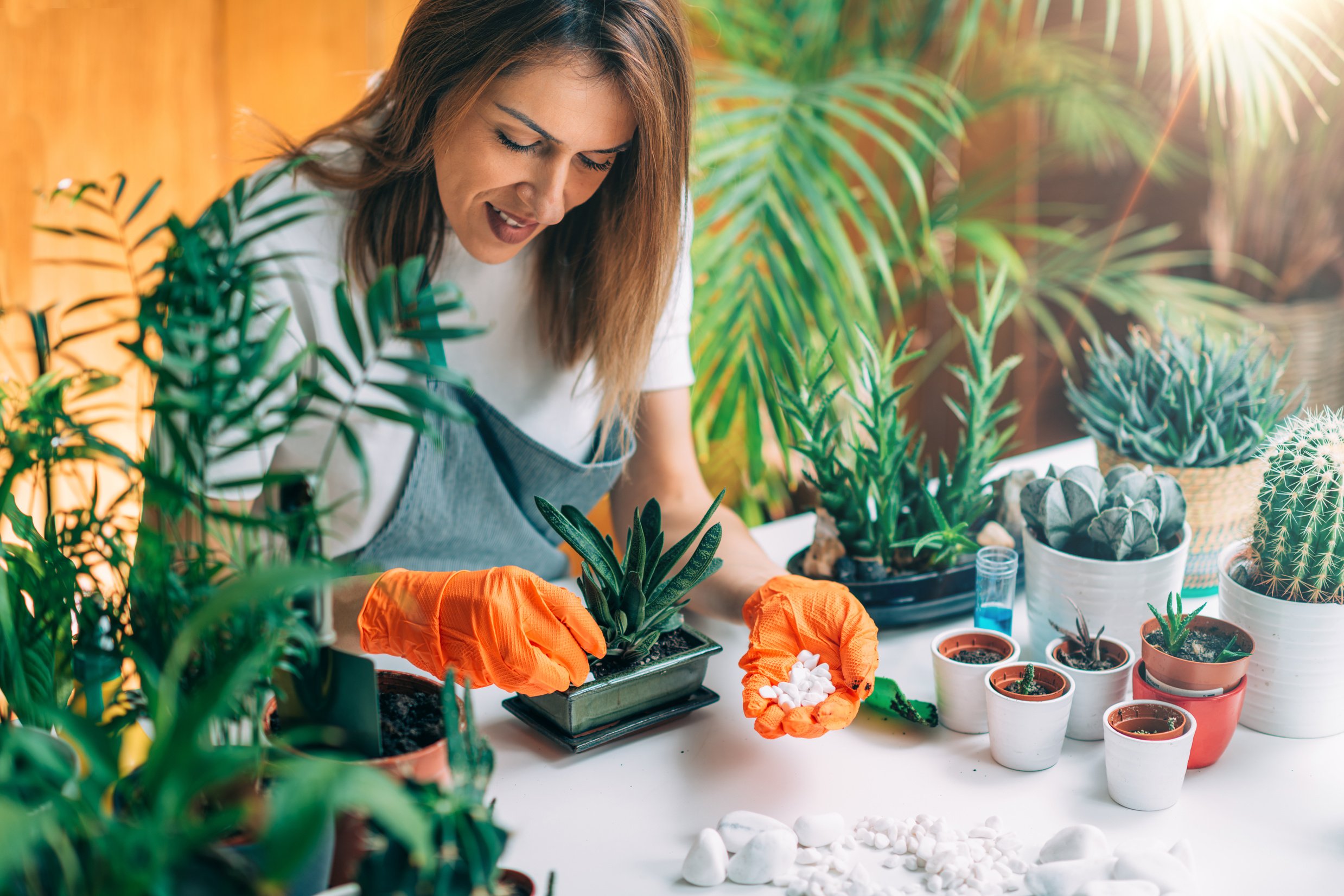 Indoor Gardening, Starting a Home Garden